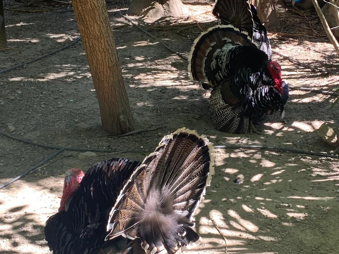 La Pequena Africa Animal Reserve-加的斯市必去景点