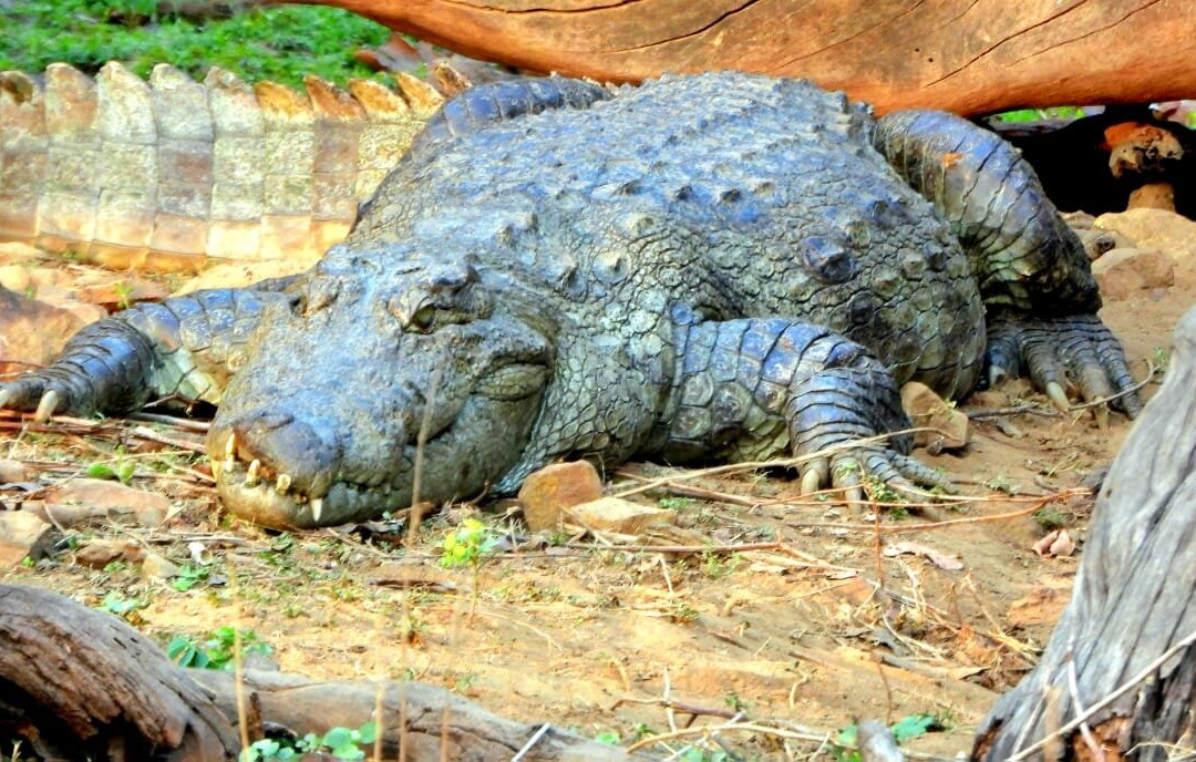 Tadoba Andhari National Park-Chandrapur District必去景点