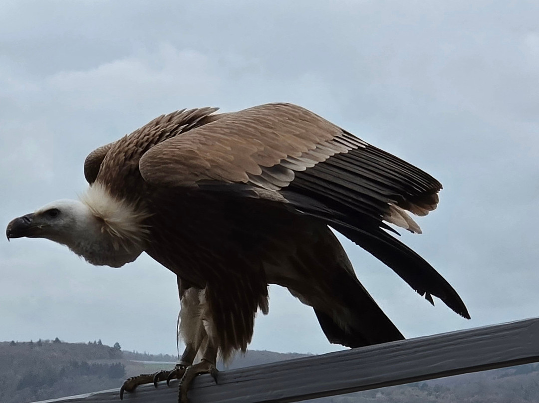 Deutsche Greifenwarte-Hassmersheim必去景点
