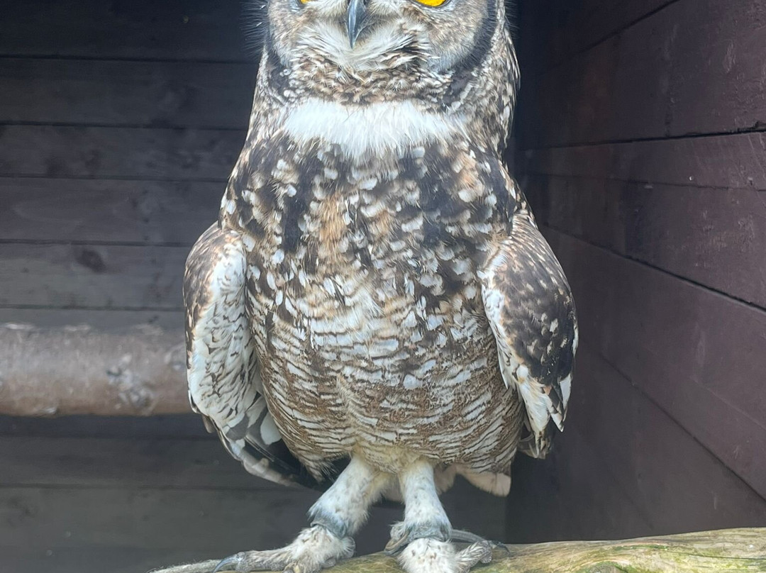 West Sussex Falconry-Compton必去景点