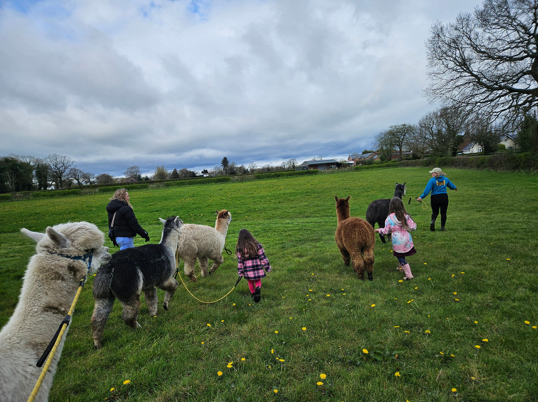 Cheshire Alpacas-Antrobus必去景点