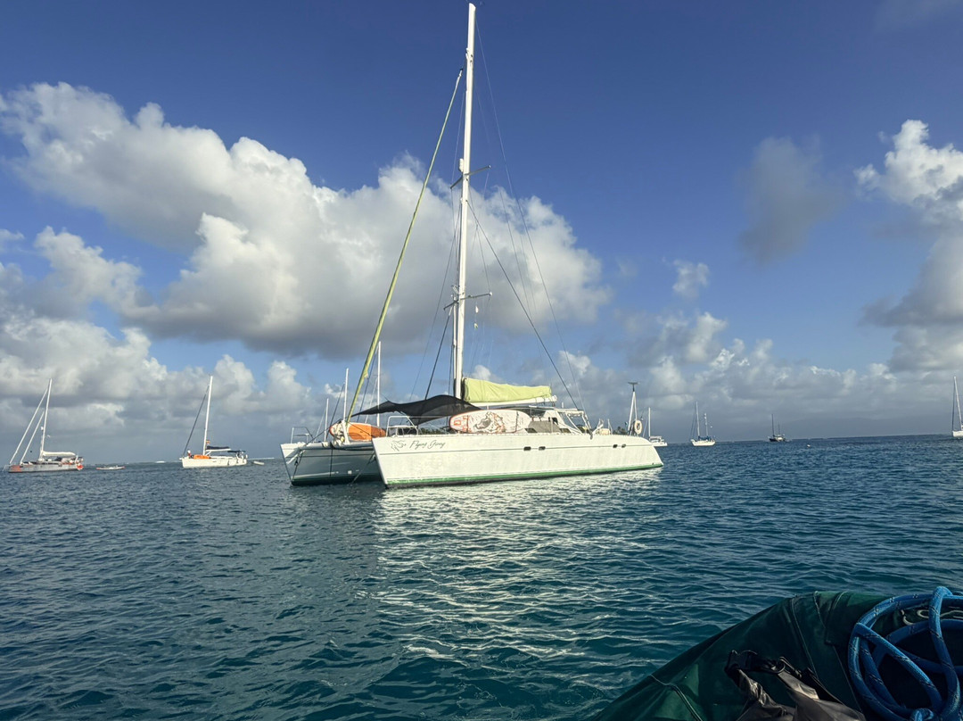 Flying Ginny Catamaran Charter-埃尔波韦尼尔必去景点