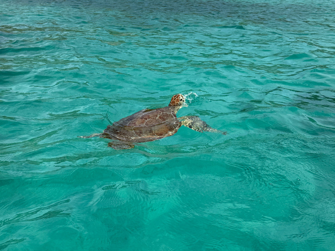Antigua Rainforest Canopy Tour-安提瓜必去景点