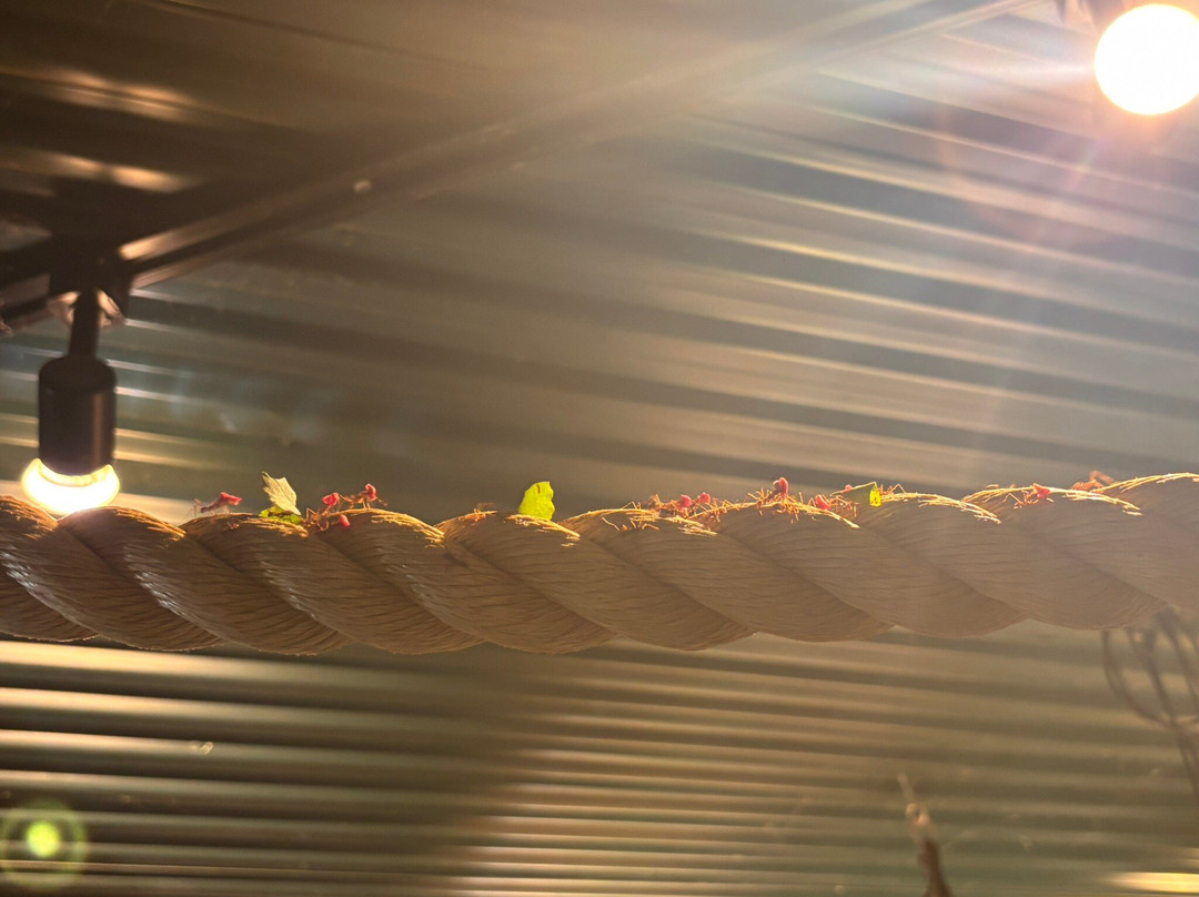 Stratford Butterfly Farm-埃文河畔斯特拉特福必去景点