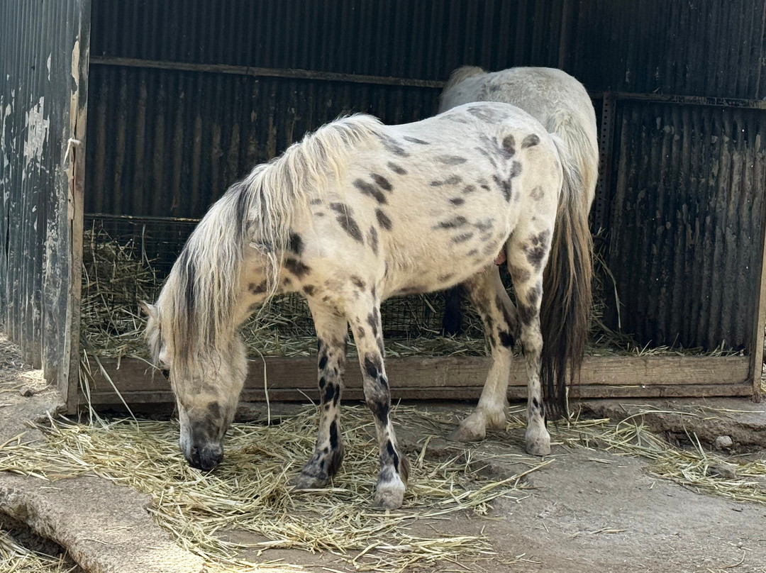Mundo Park-Las Pajanosas必去景点