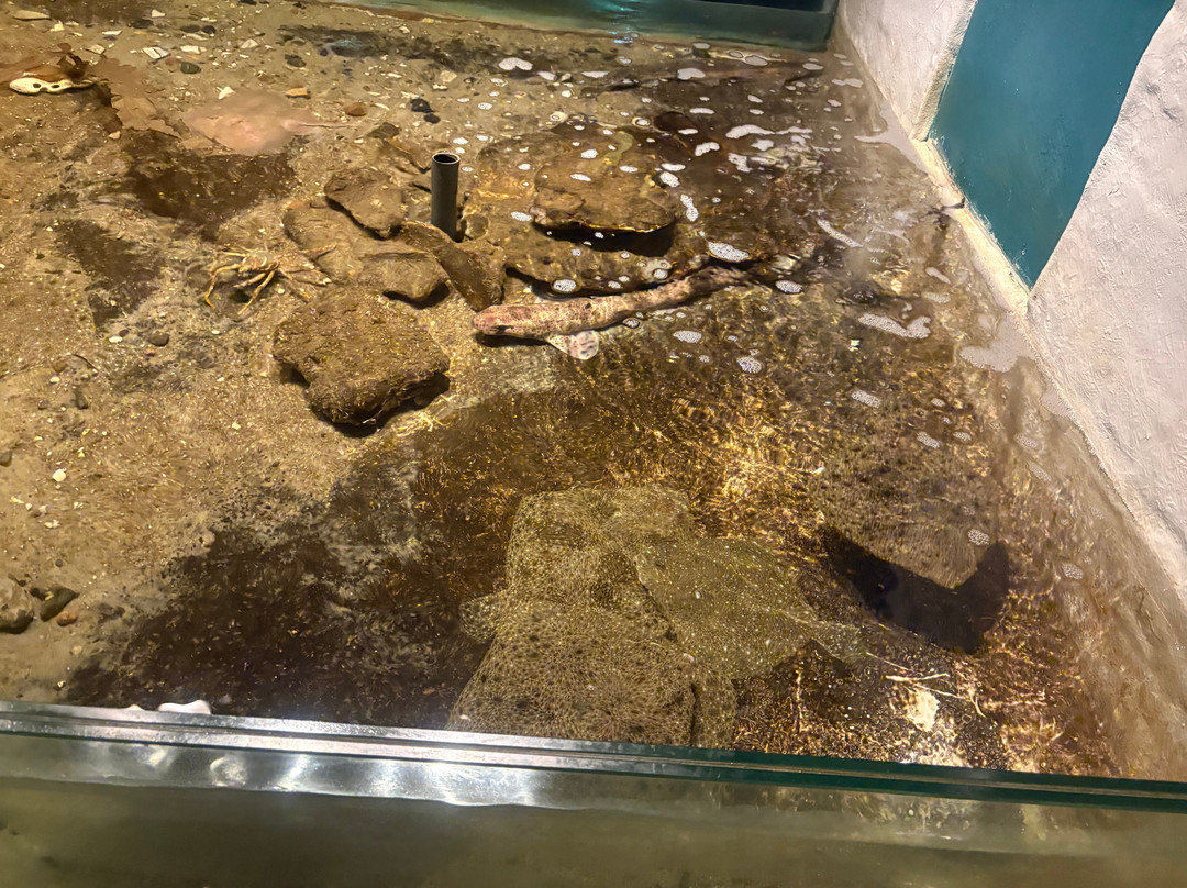 North Sea Aquarium-Vorupor必去景点