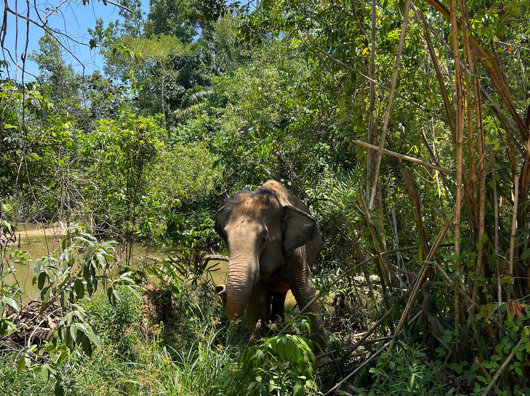 Following Giants - Krabi-Khlong Hin必去景点