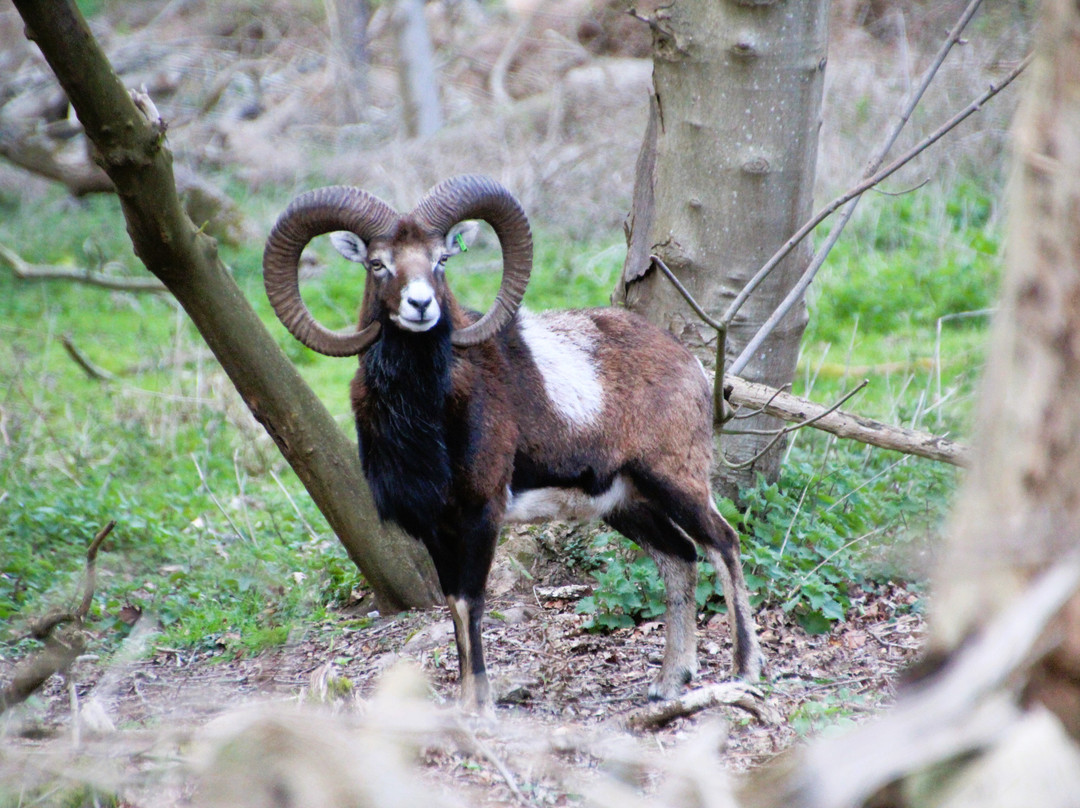 Watatunga Wildlife Reserve-金斯林必去景点
