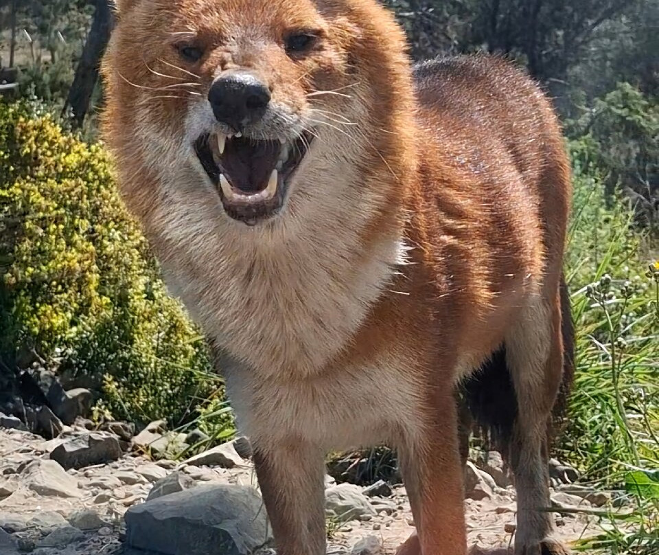 EcoZonia - Parc Animalier-Cases de Pene必去景点