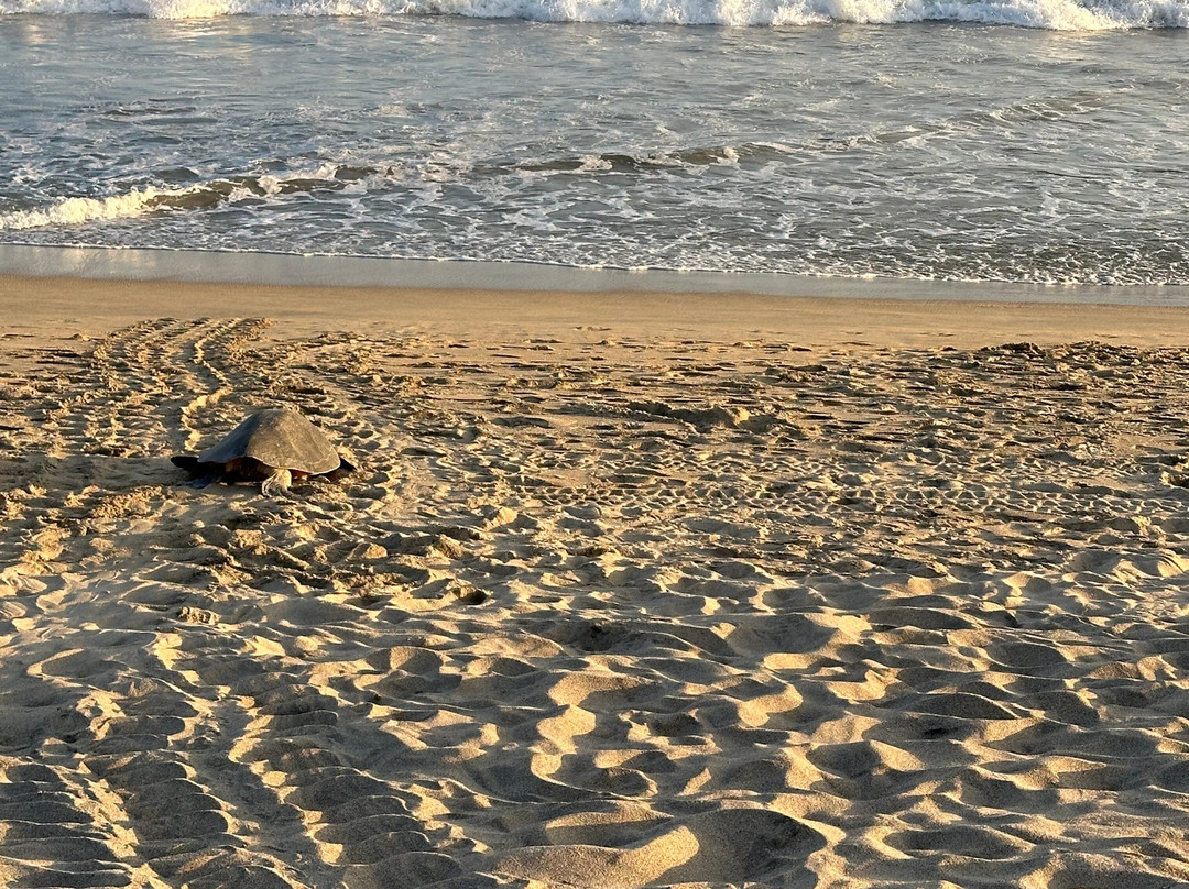 Gina In Puerto Escondido-埃斯孔迪多港必去景点