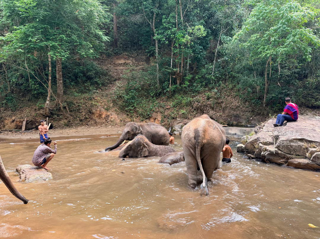 Elephant Freedom Village
