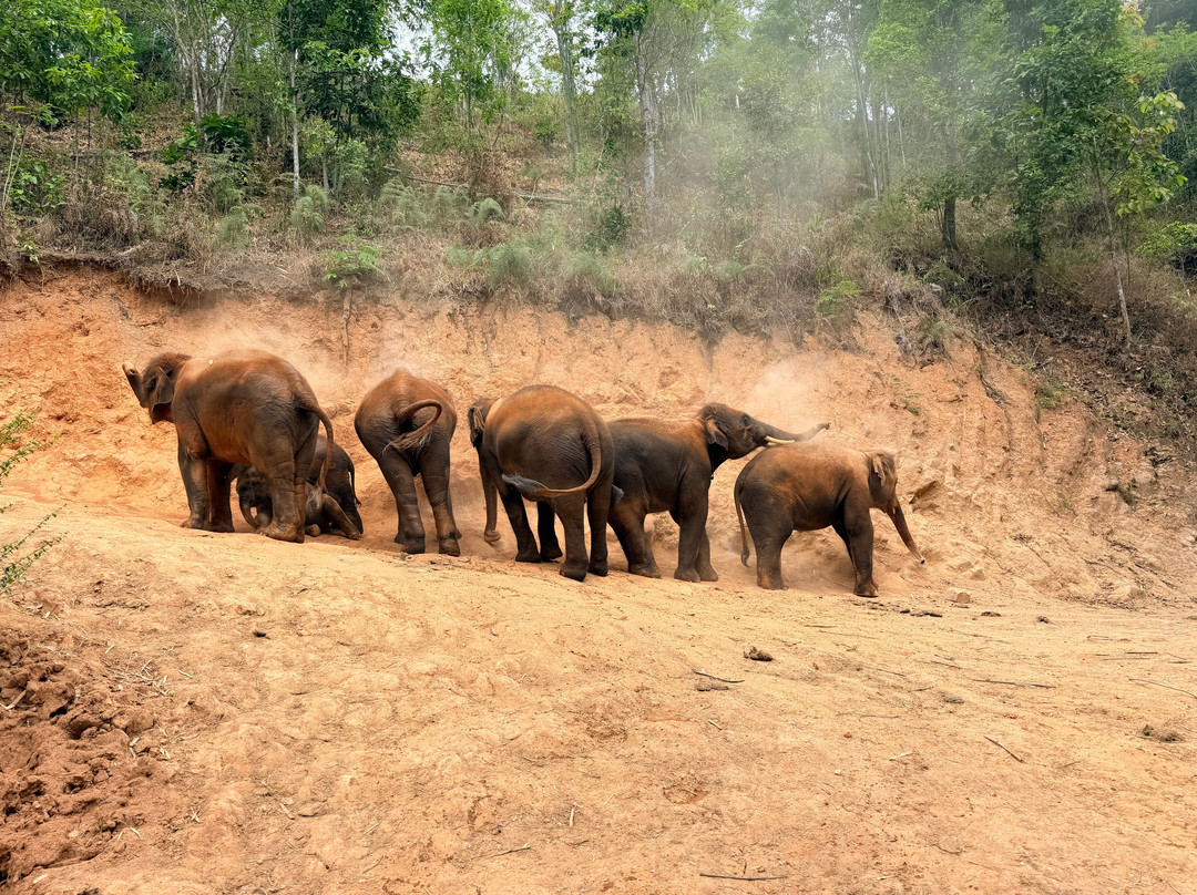Elephant Freedom Village-清迈必去景点
