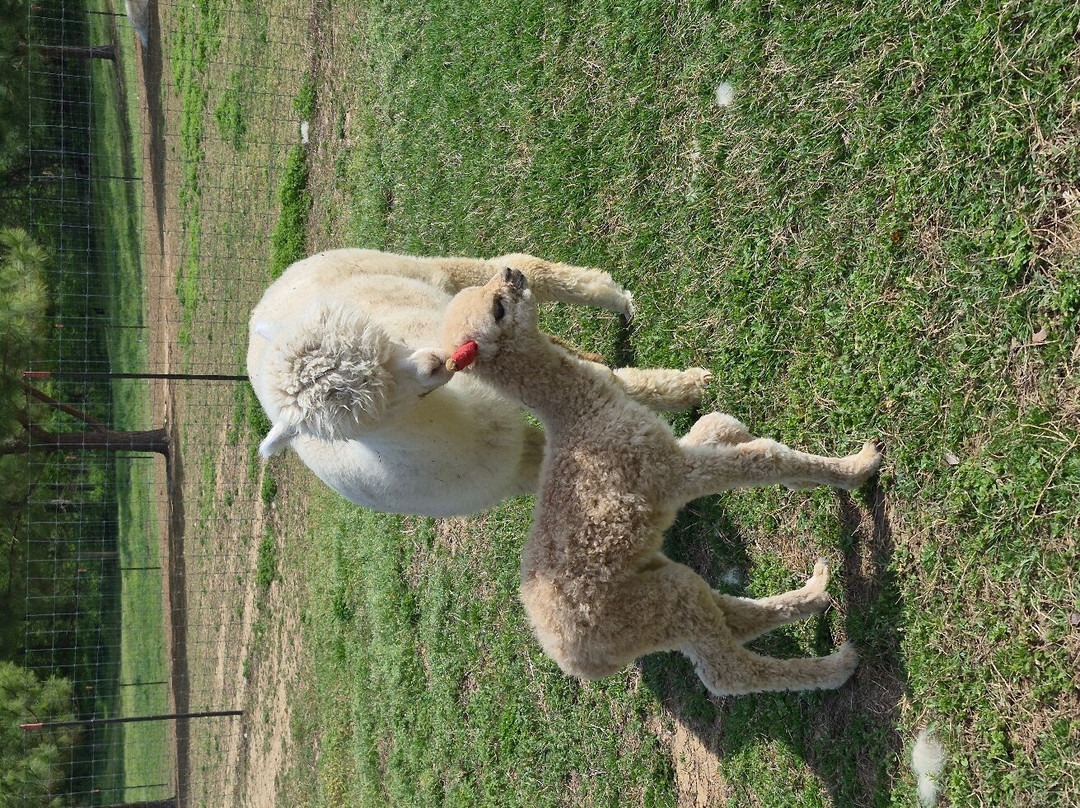 Misty Pond Alpaca and Maremmas-帕迪尤卡必去景点