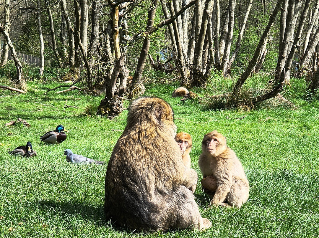 Trentham Monkey Forest-特伦特河畔斯托克必去景点