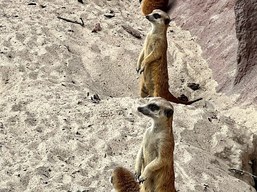 Kaliningrad Zoopark-加里宁格勒必去景点