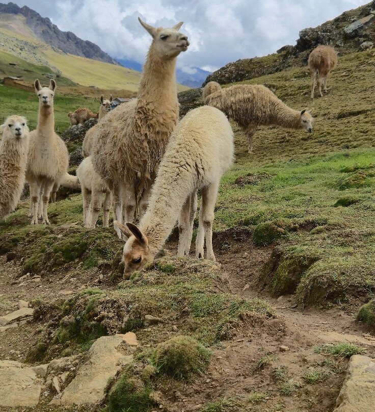 David Expeditions Peru-乌鲁班巴必去景点