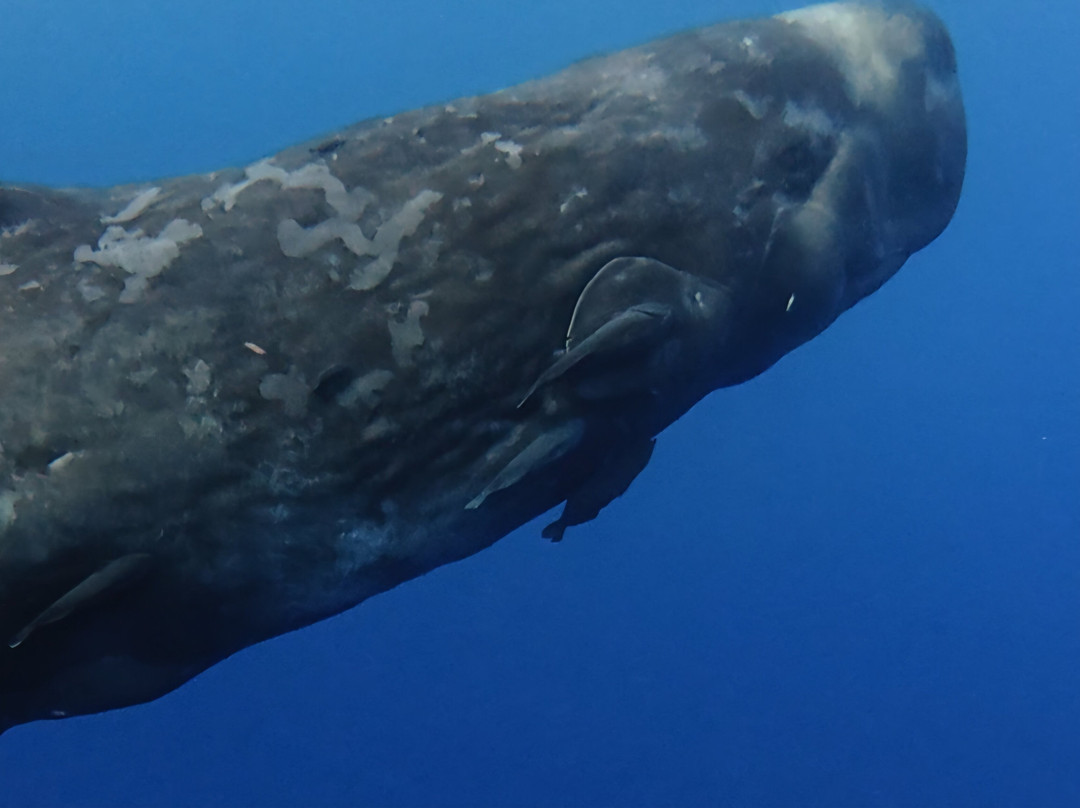 Whales Watching & Swimming With Dolphins In Mauritius-塔玛琳必去景点
