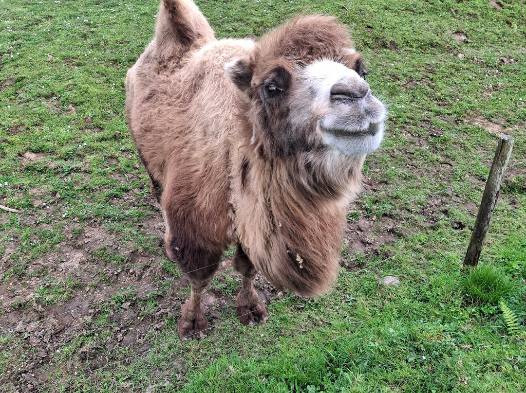 Manor Wildlife Park-St. Florence必去景点