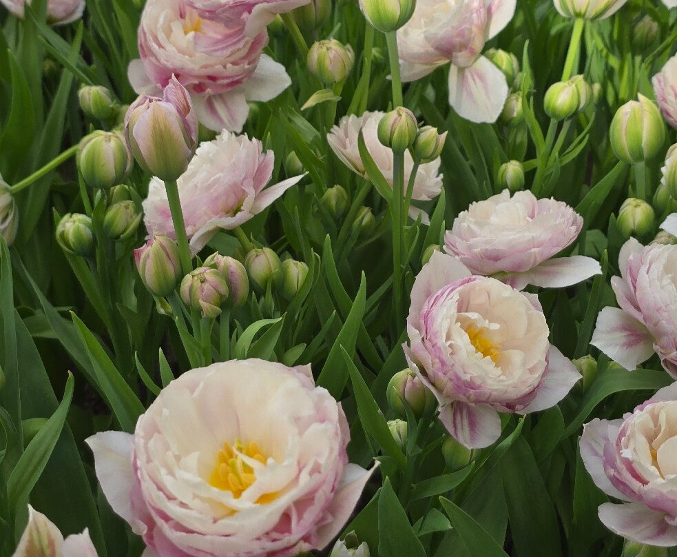 Ķīši Tulip Field-Vecumnieki必去景点