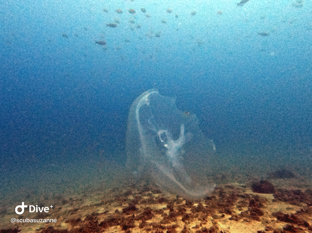 SCUBA Diving at Summer Salt Dive Center-Playas del Coco必去景点