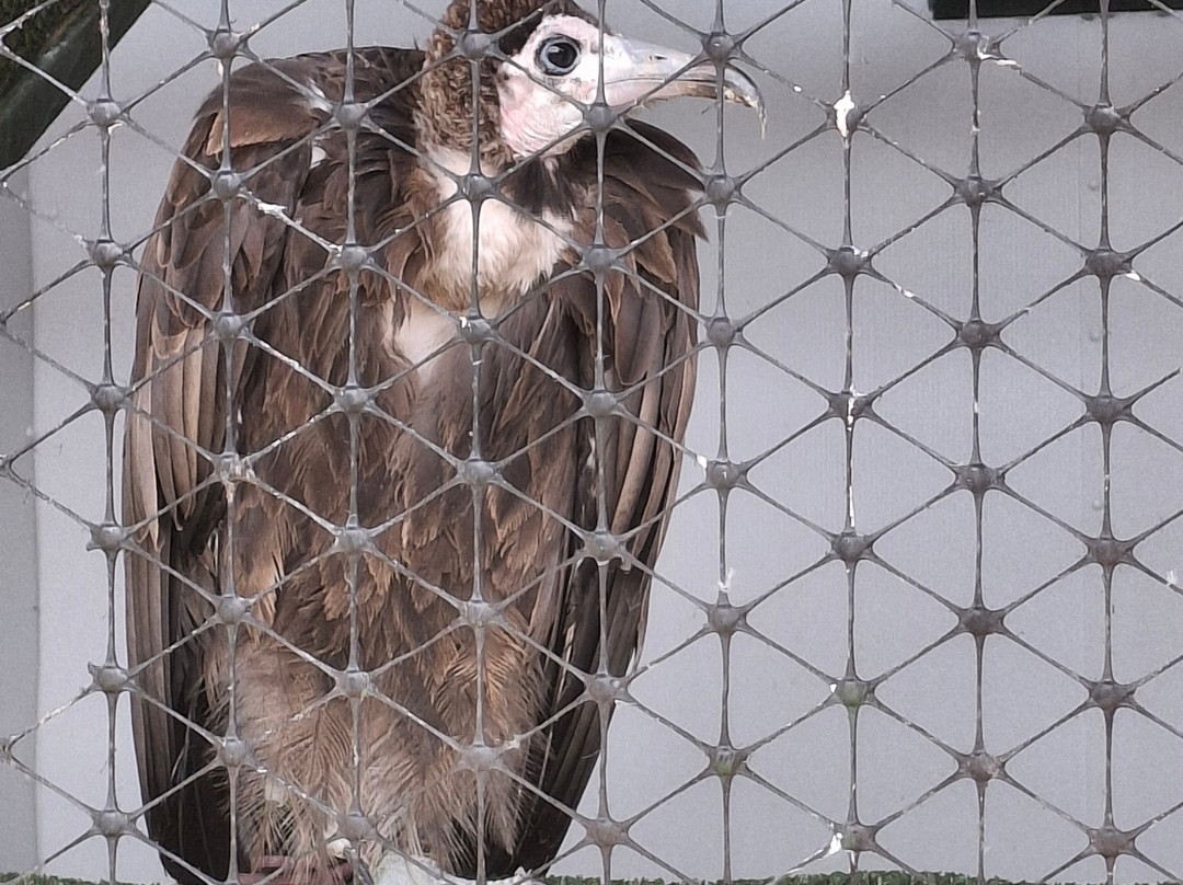 Falconry Days-赫克瑟姆必去景点