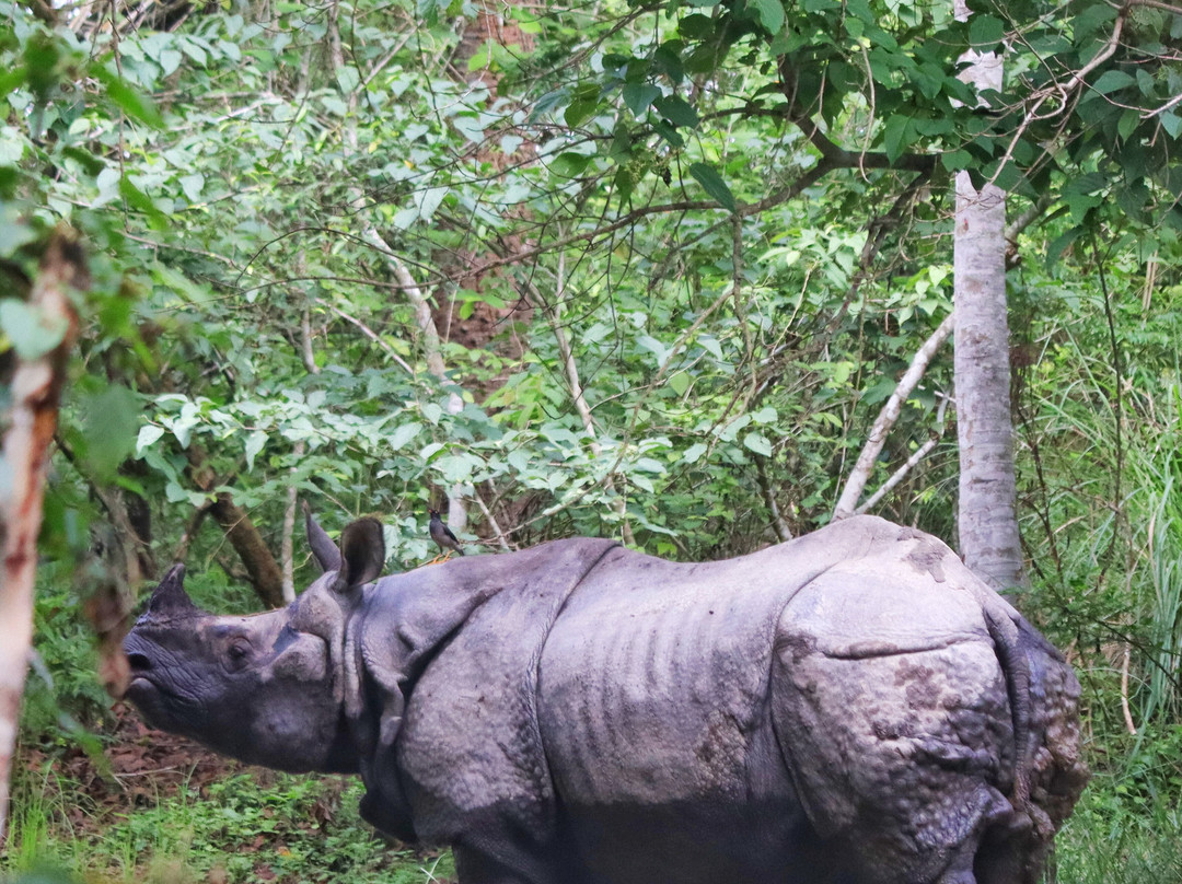 The Chitwan Tiger Guide Service And Mini Library-苏拉哈必去景点