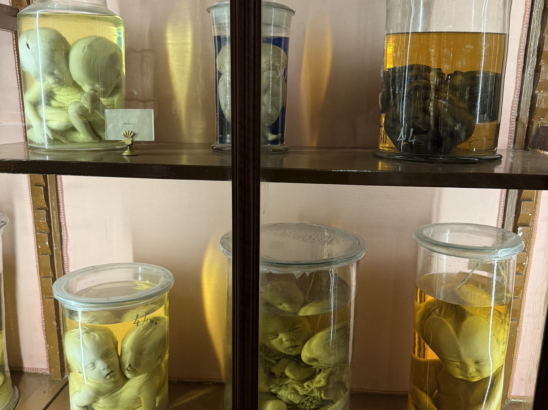 MUSA - Museo Universitario delle Scienze e delle Arti-那不勒斯必去景点