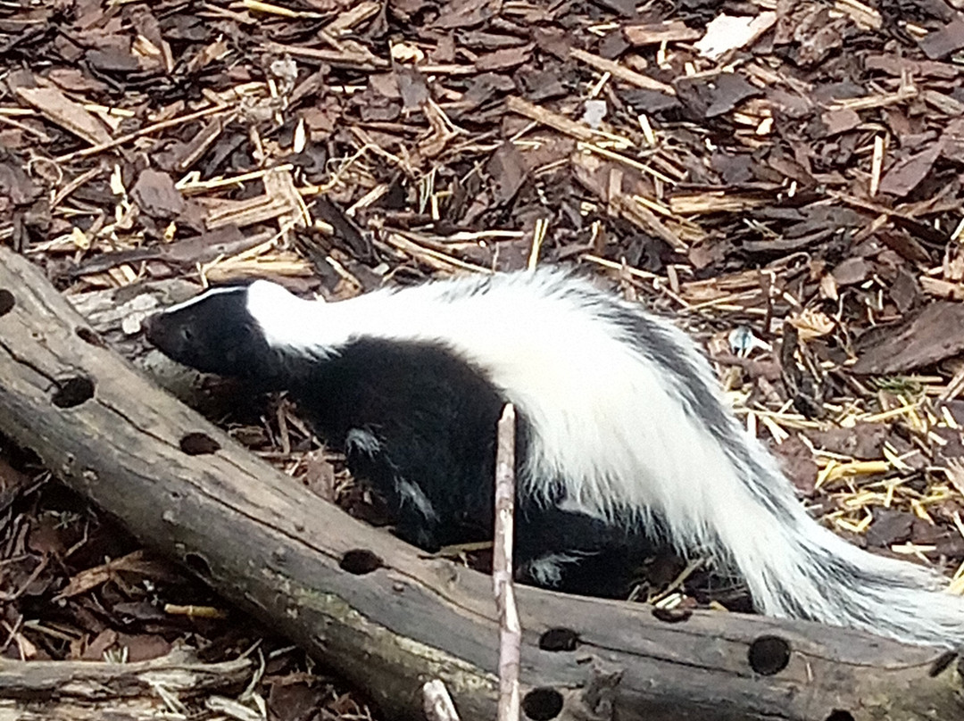 Holmes Chapel Zoo-Holmes Chapel必去景点