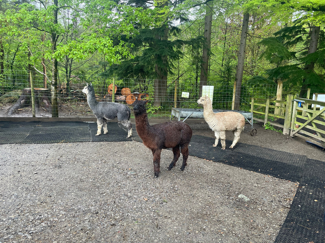 Alpacaly Ever After-Portinscale必去景点
