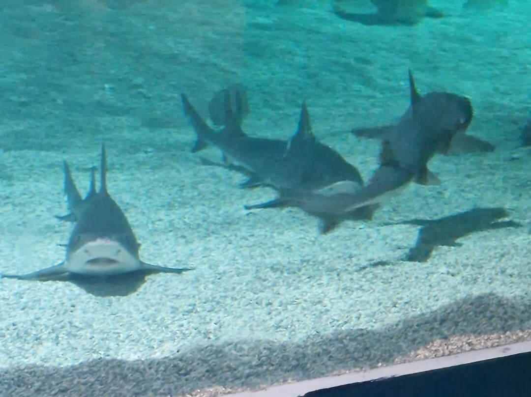 Lanzarote Aquarium-科斯塔特吉塞必去景点