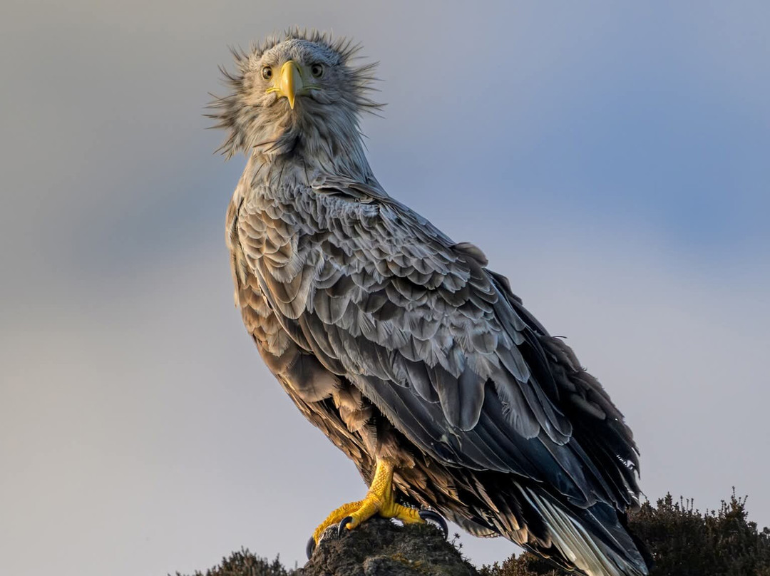 Lady Anne Wildlife Cruises-Grimsay必去景点