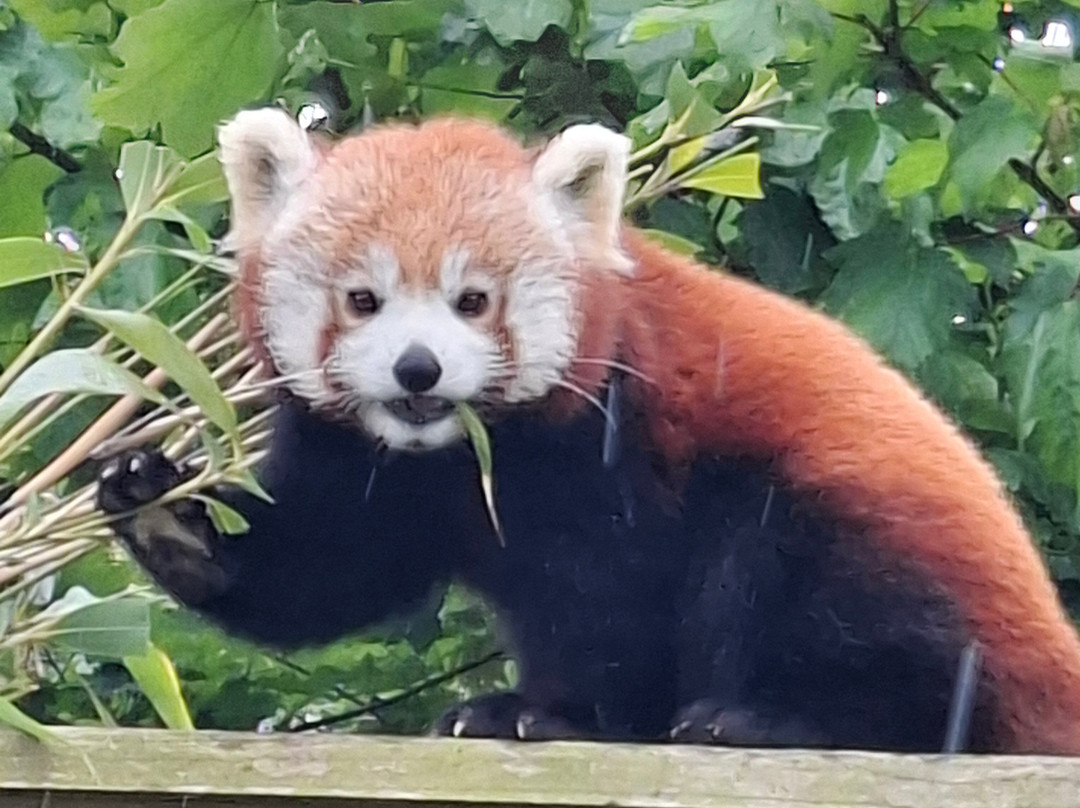 Welsh Mountain Zoo-科尔温湾必去景点
