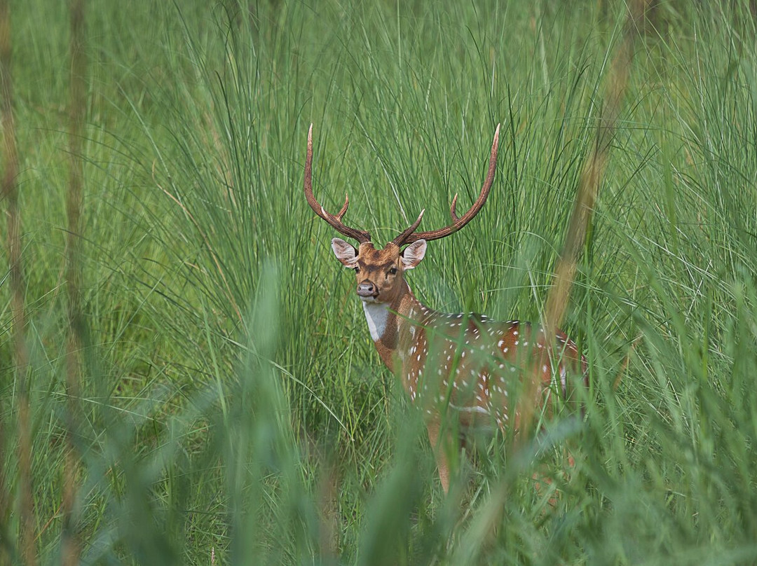 Jungle Nepal Adventure-Thakudwara必去景点