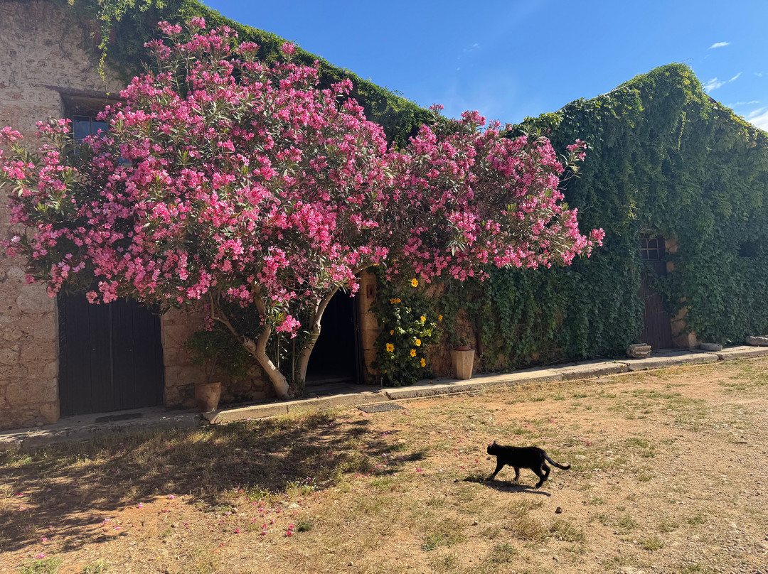 Mercouri Estate-Pyrgos必去景点