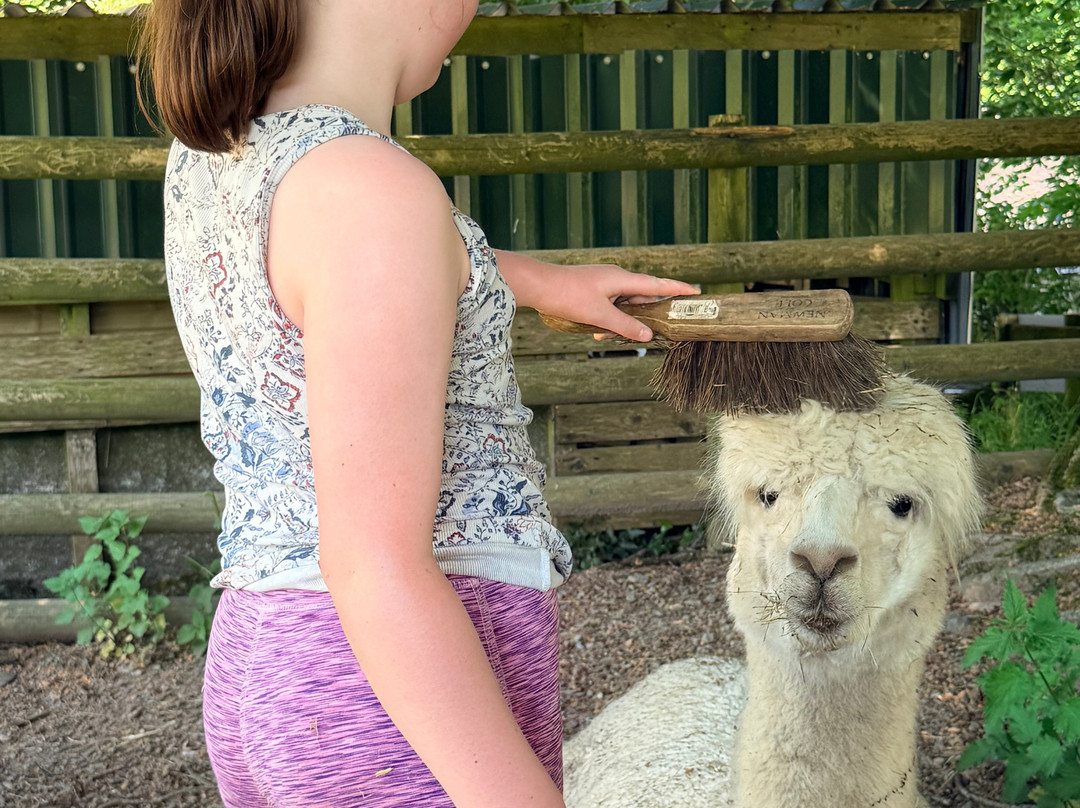 Lydford Gorge Alpacas-Lydford必去景点