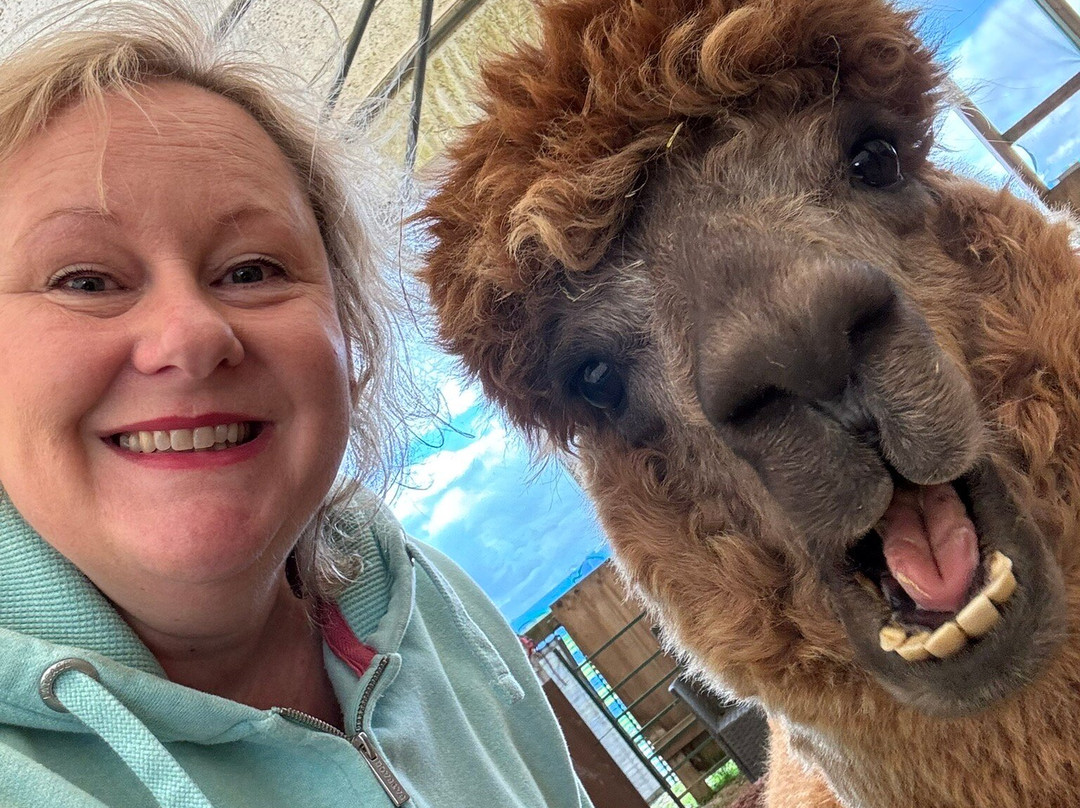 Stubbs Farm Alpacas-Loddon必去景点