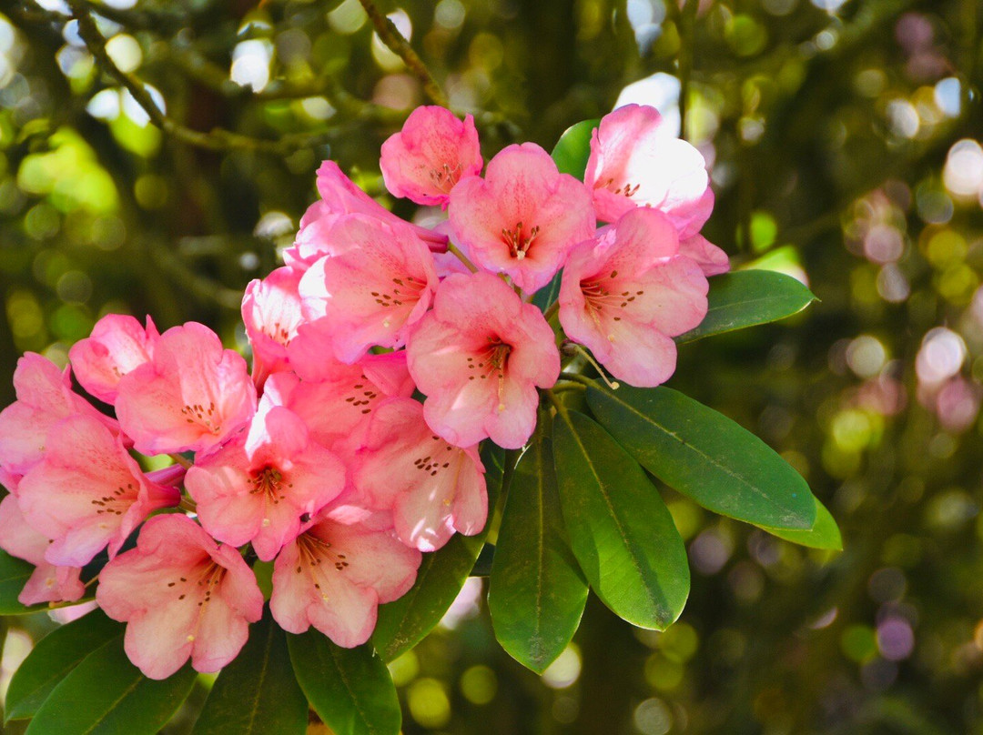 Kew Wakehurst-Haywards Heath必去景点