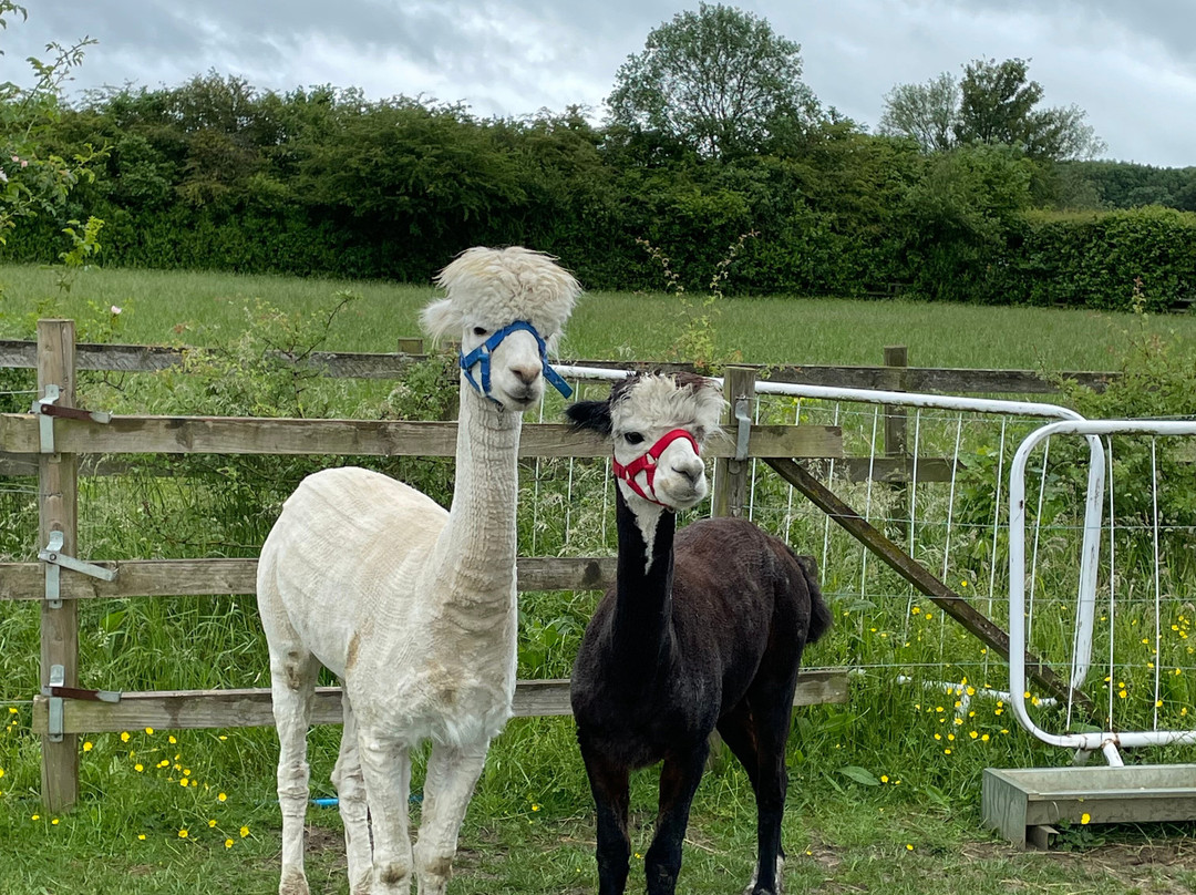 Cotswold Vale Alpacas-伊夫舍姆必去景点
