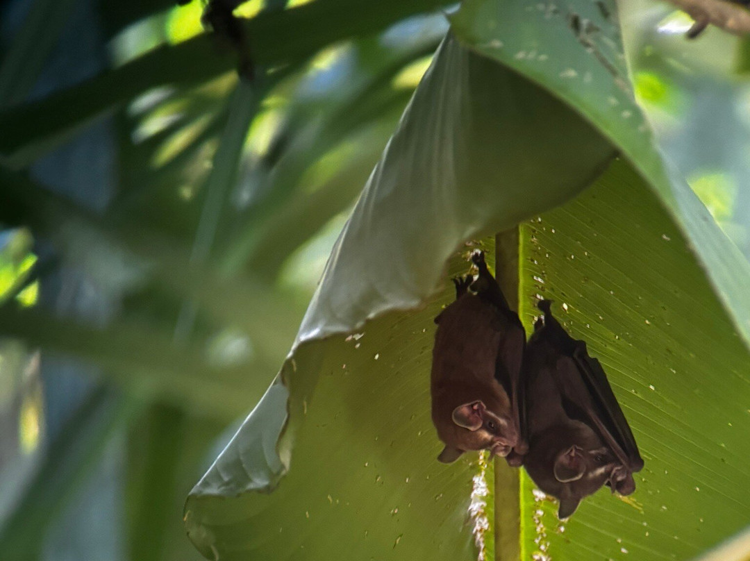 Manuel Antonio Expeditions-哥斯达黎加安东尼奥国家公园必去景点