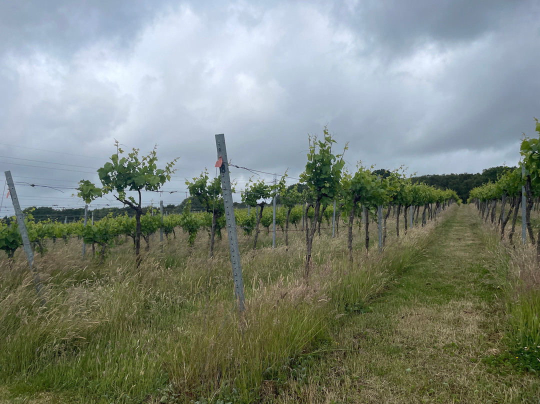 Bolney Wine Estate-Bolney必去景点