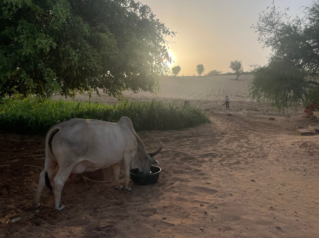 Osian Desert Safari & Overnight Camping