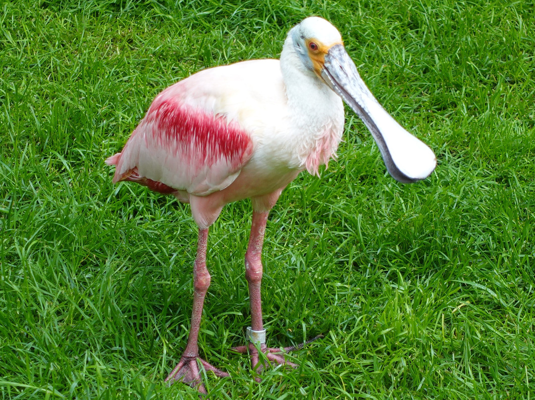 Weltvogelpark Walsrode-Walsrode必去景点