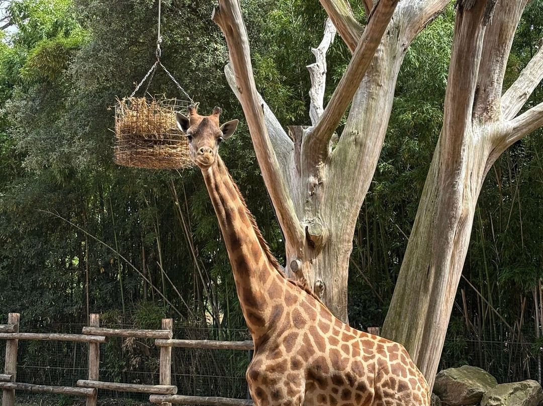 Zoo des Sables-莱萨布勒多洛讷必去景点
