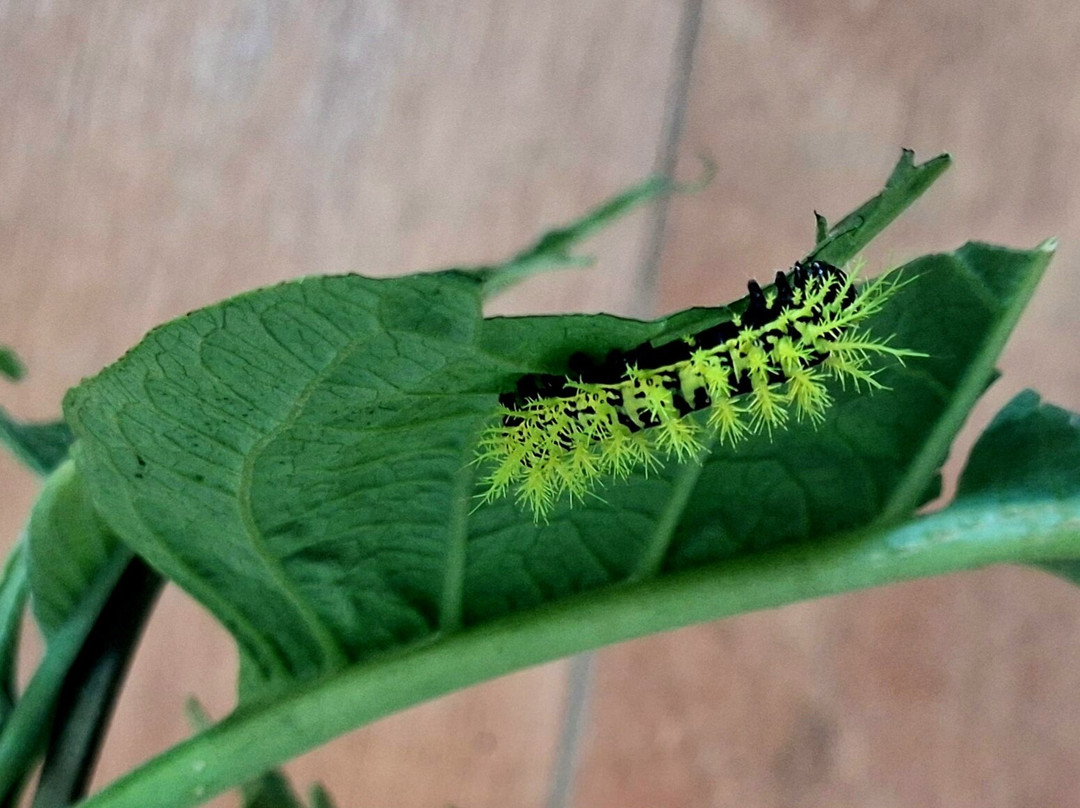 Mariposario De Machupicchu-温泉镇必去景点