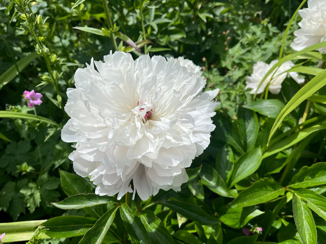 希德蔻特花园-奇平卡姆登必去景点
