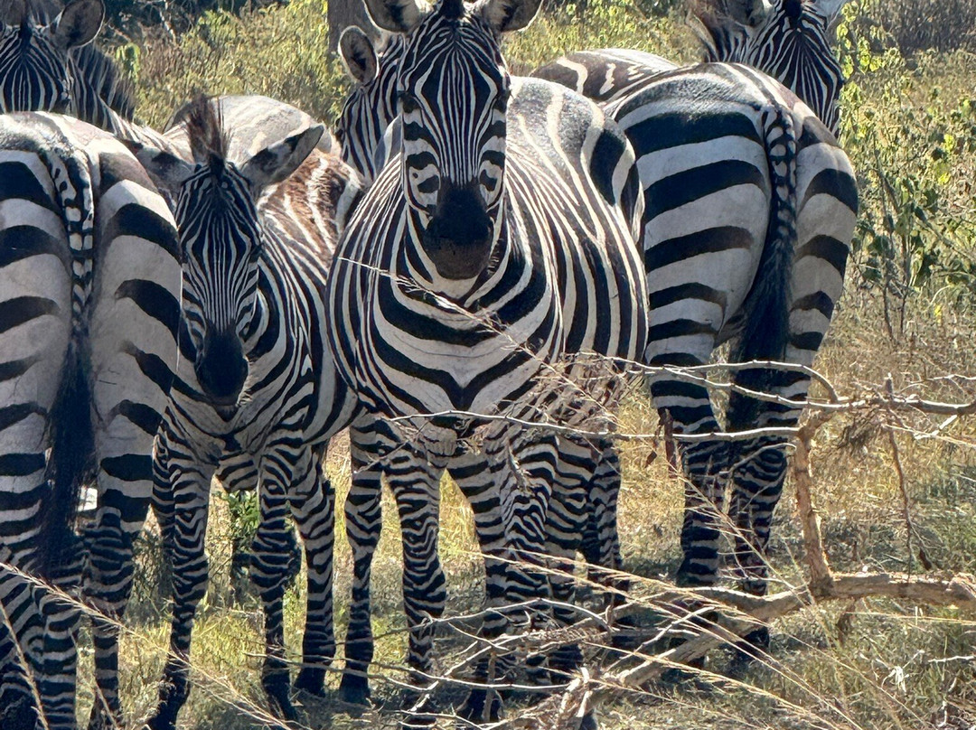 Lake Mburo National Park-Mbarara必去景点