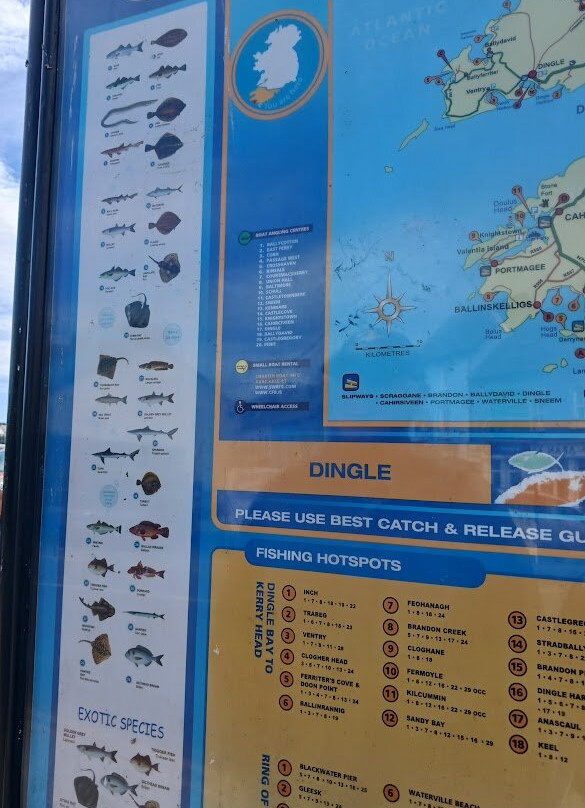 Dingle Marina-丁格尔必去景点