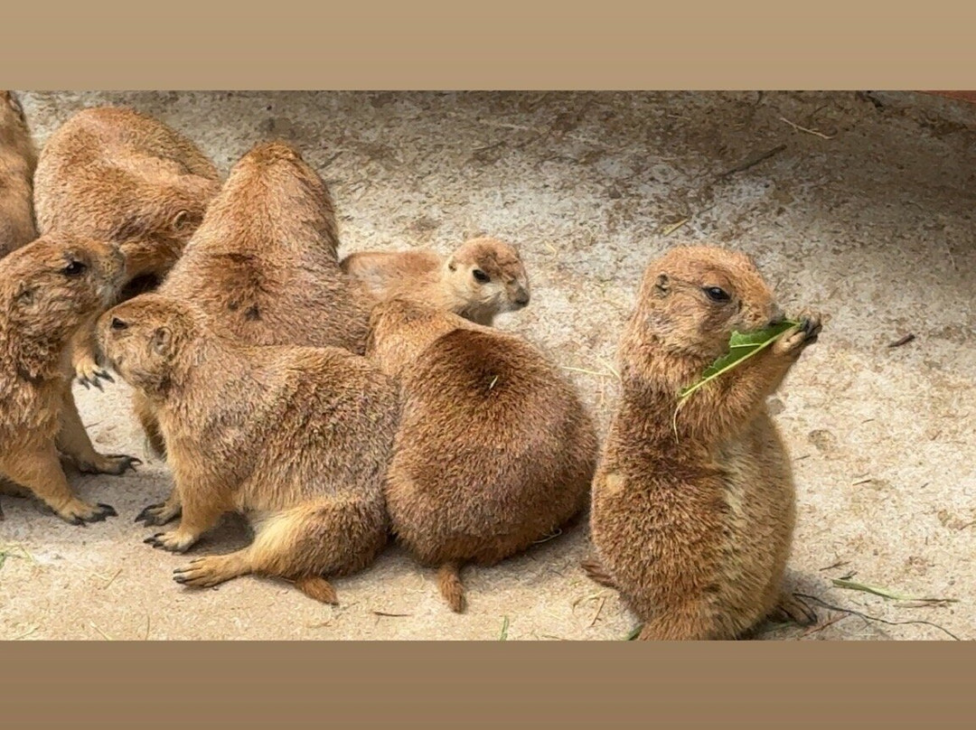 Izu Shaboten Zoo-伊东市必去景点