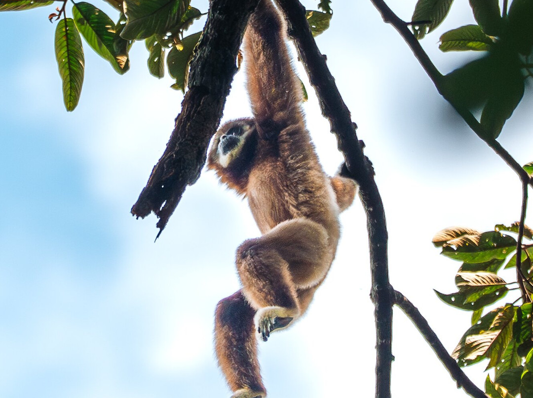 Rudy Ketambe Sumatra Jungle Trekking-Ketambe必去景点