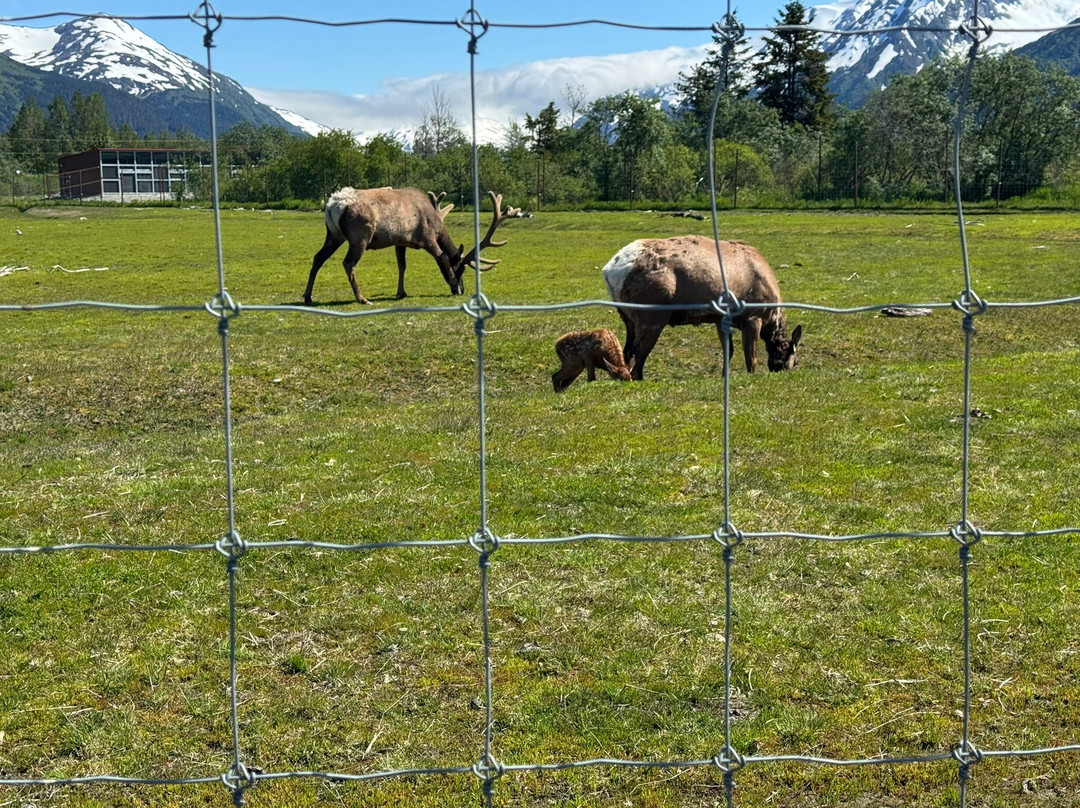 Alaska Wildlife Conservation Center-戈德伍德必去景点